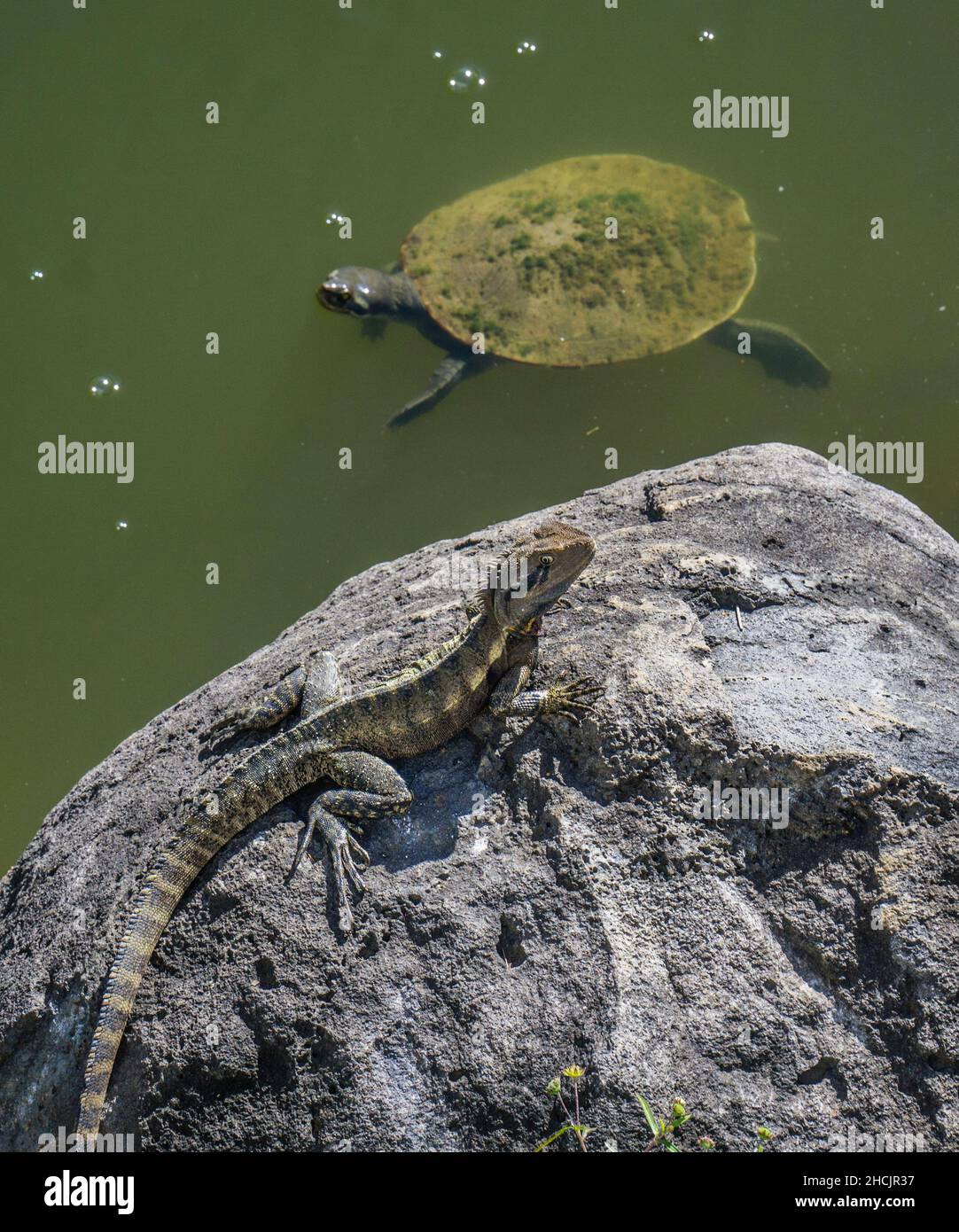Un drago d'acqua australiano (Intellagama lesueurii), mentre un'ampia tartaruga del fiume Shelled nuota vicino, giardini botanici di Bundaberg, Queensland, Australia Foto Stock