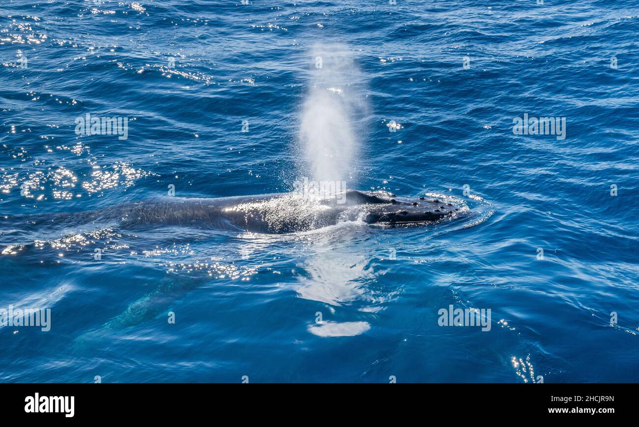 Becco di un colpo di espirazione di una balena humpback che si affaccia (Megaptera novaeangliae) nel Mar dei Coralli a Hervey Bay, Queensland, Australia Foto Stock