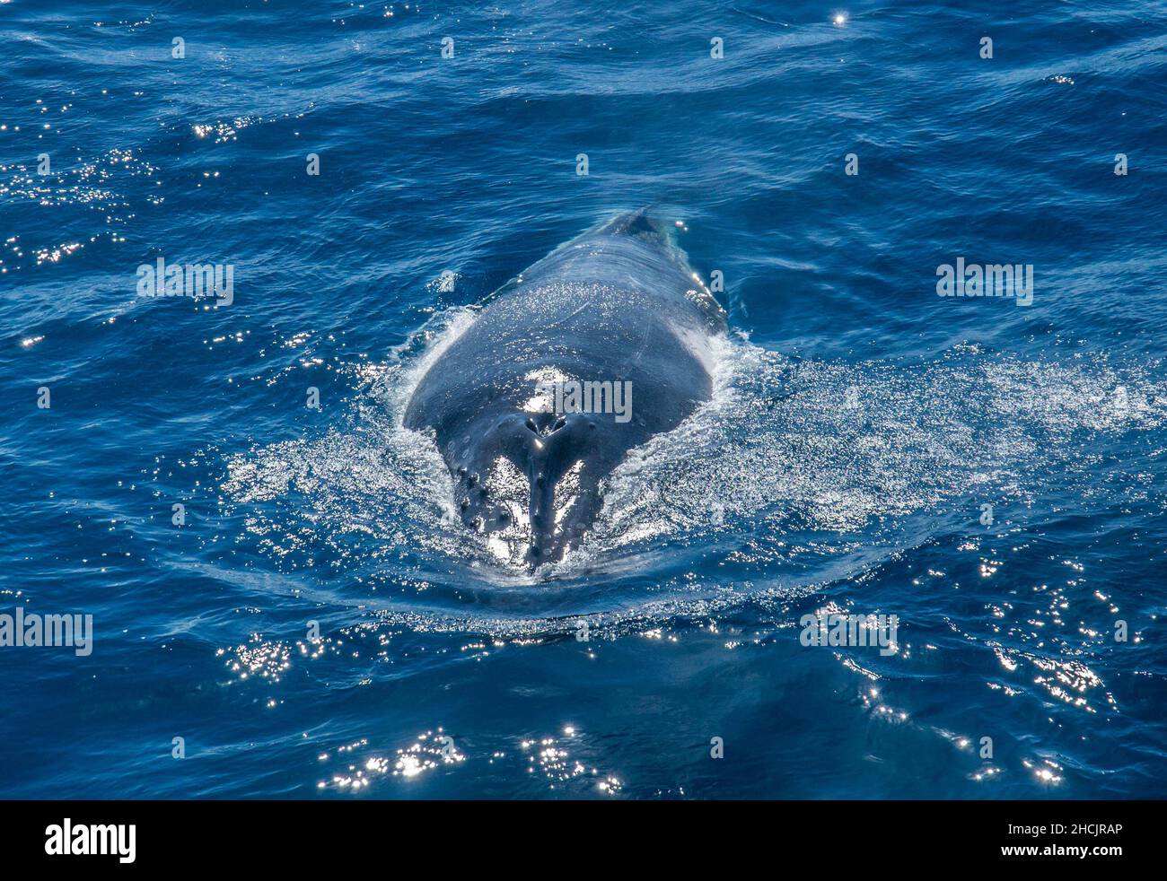 Una balena Humpback rivolta in superficie mostra il suo buco di colpo a Hervey Bay, Queensland, Australia Foto Stock