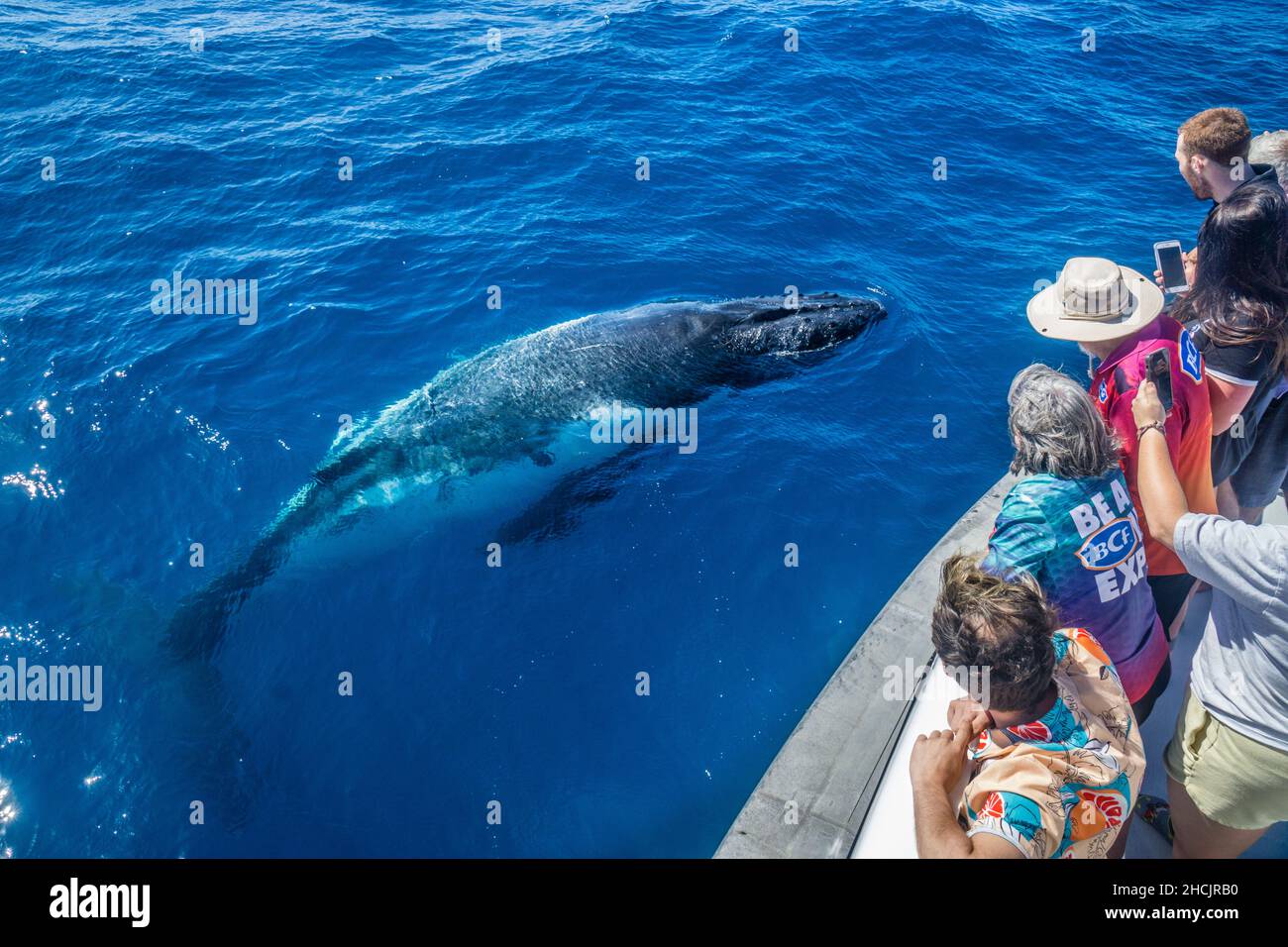 Gli spettatori guardano con fascino come una balena Humpback (Megaptera novaeangliae) si affaccia dal mare di corallo proprio di fronte a loro, Hervey Bay, Queensl Foto Stock
