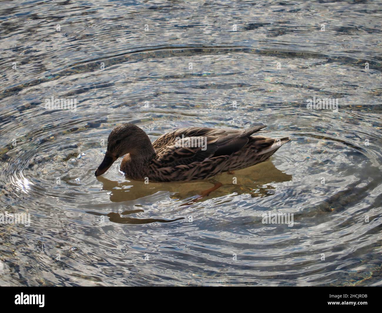 Bella foto di un'anatra mallard nuoto in una giornata di sole Foto Stock