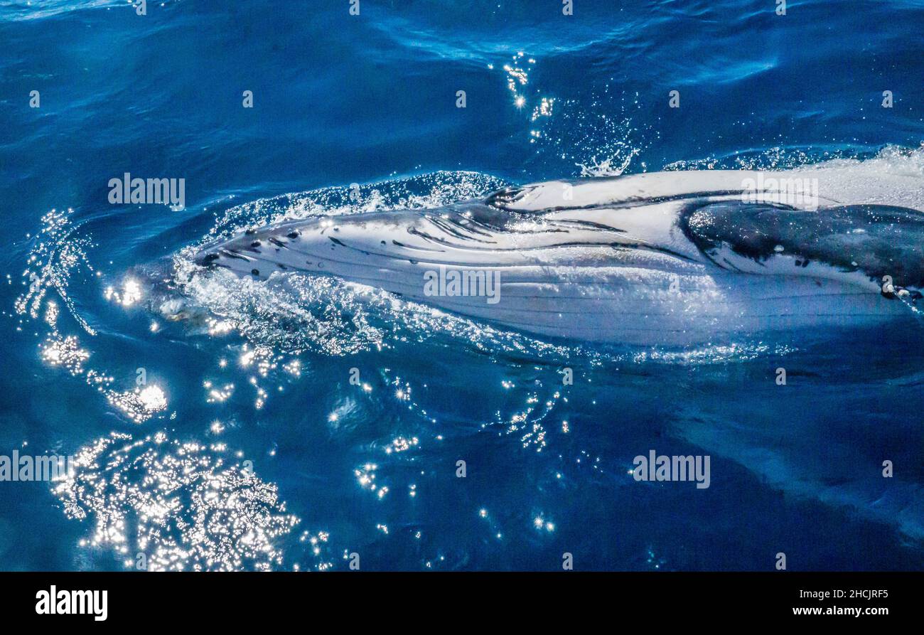 Ritratto di una balena humpback (Megaptera novaeangliae) nuotando lateralmente nel Mar dei Coralli a Hervey Bay, Queensland, Australia Foto Stock