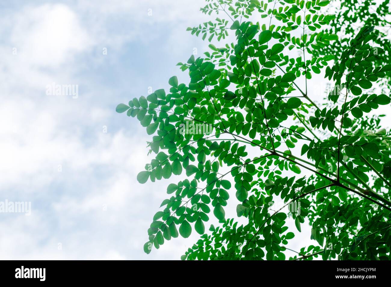 Vista ad angolo basso delle foglie di Moringa con nuvole morbide e sfondo cielo. Moringa è ricca di vitamine e ferro, e rimedio per il diabete e il cancro. Foto Stock