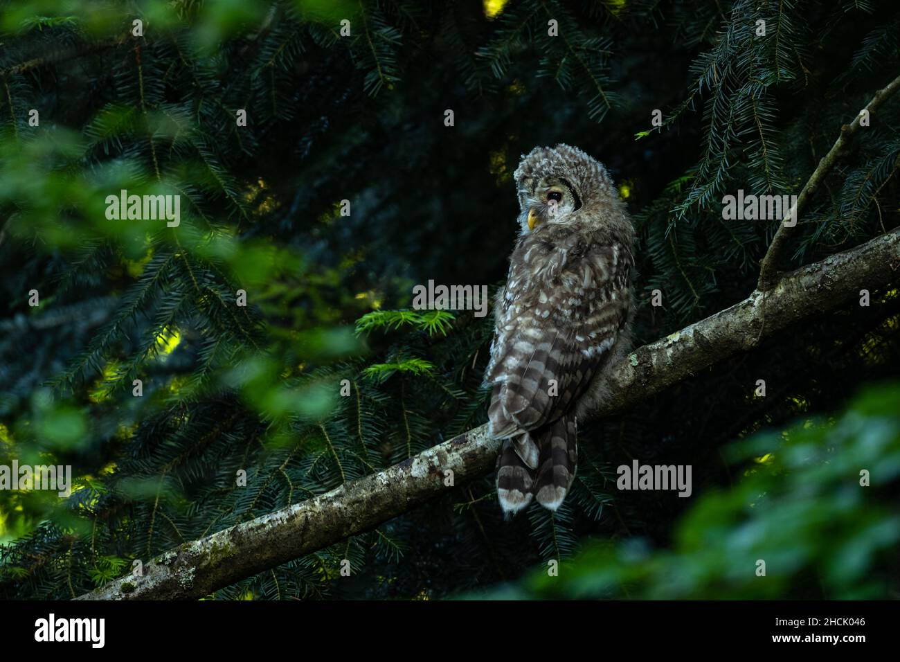Oural allocco (Strix uralensis) Foto Stock