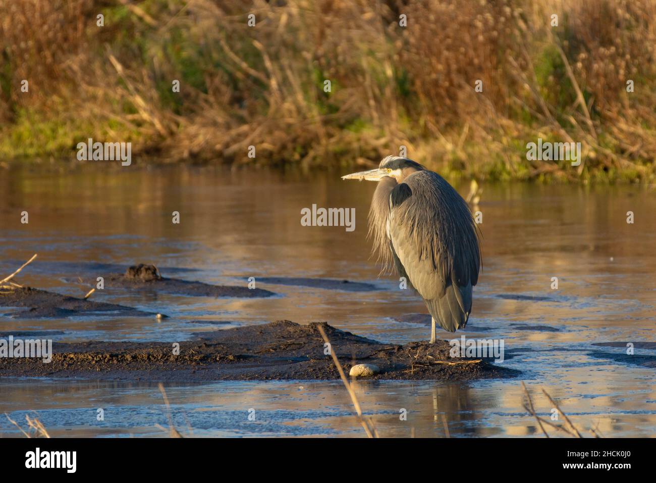 Great Blue Heron's (ardea herodias) seduto accanto al fiume al tramonto. Foto Stock