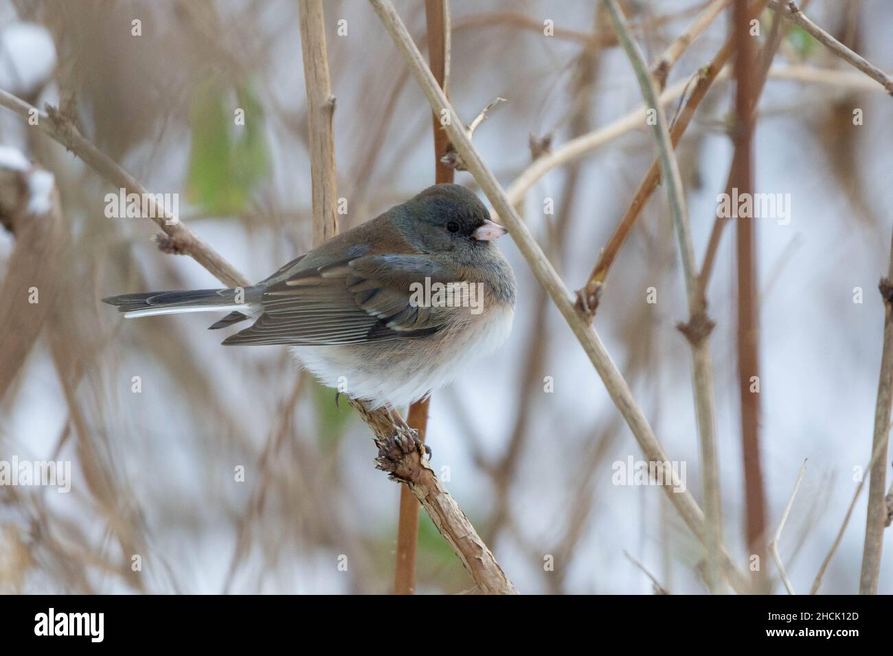 Dark Eyed Junco (Junco hyemalis) arroccato in uno shurb Foto Stock