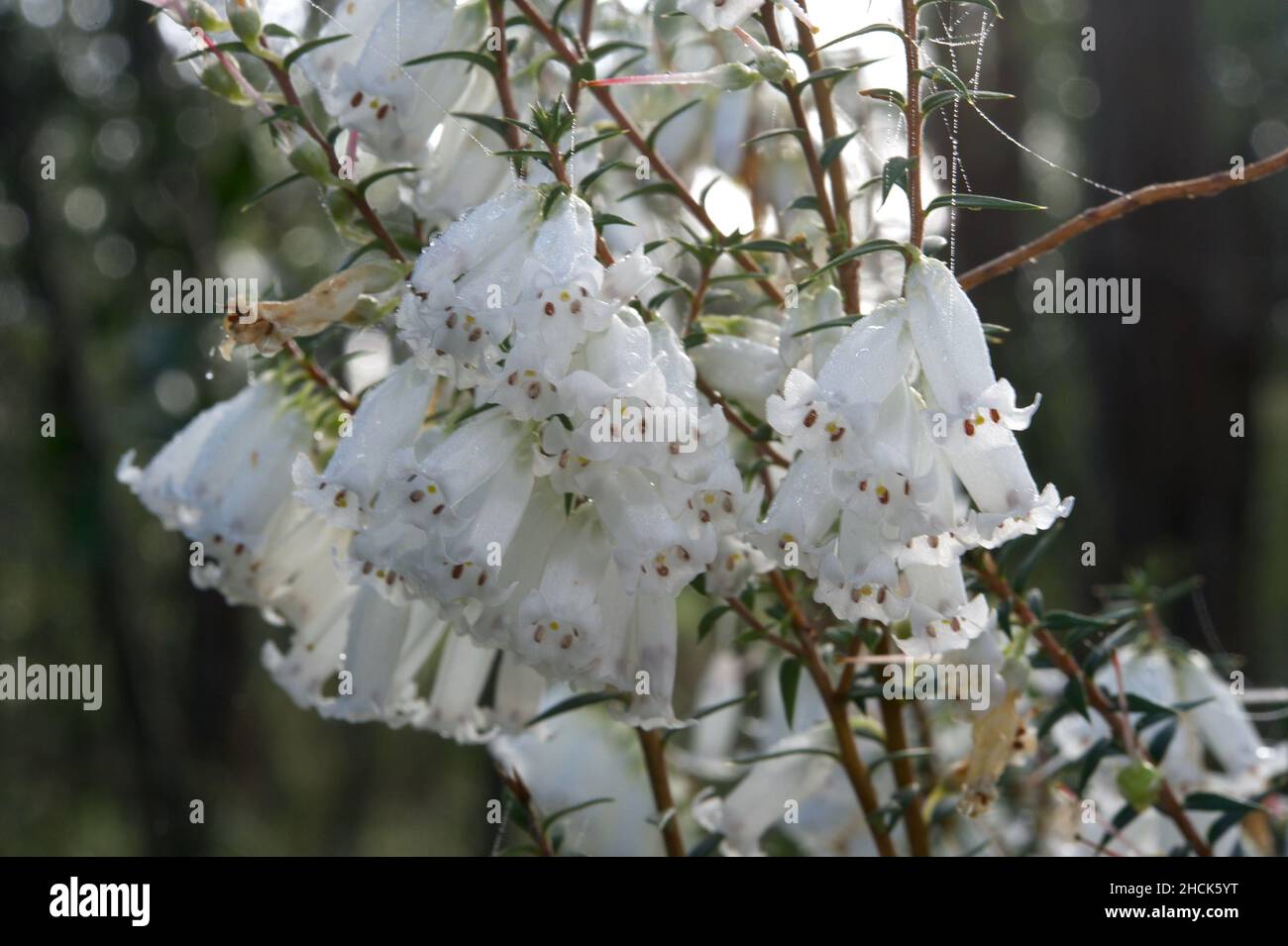 Common Heath (Epacris Impressa) ha 2 colori diversi - rosso o bianco. Questo bianco sembra molto grazioso con alcune gocce di pioggia che brillano al sole. Foto Stock