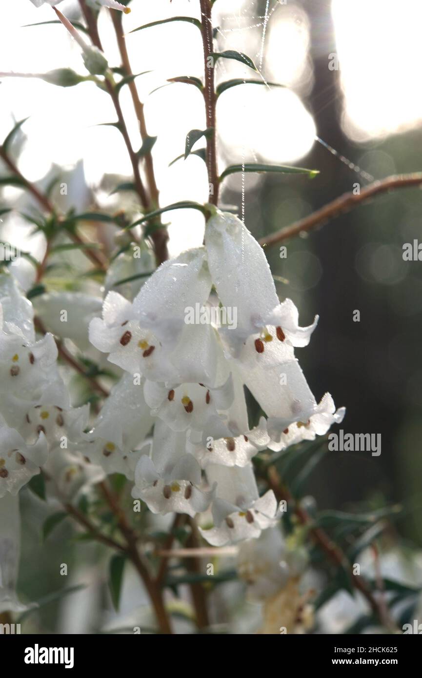 Il heath comune fiorito bianco (Epacris Impressa) è realmente grazioso quando il sole lo interferisce, alla riserva di flora di Hochkins Ridge a Croydon Nord, Victoria. Foto Stock