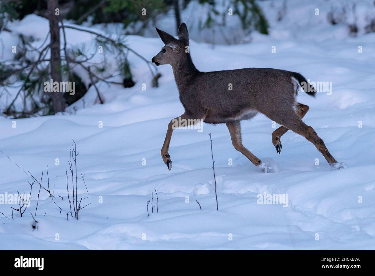 Cervo con coda bianca che corre nella neve. Oregon, Ashland, Cascade Siskiyou National Monument, Inverno Foto Stock