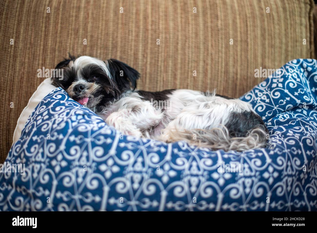 Cane visto stendere su un cuscino interno Foto Stock