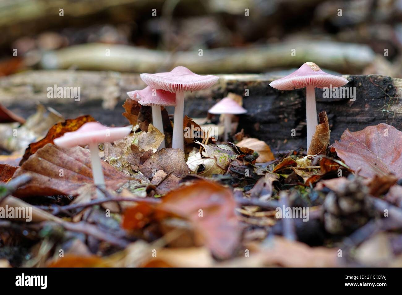 Un gruppo di funghi rosati (Micena rosea) nella foresta autunnale Foto Stock