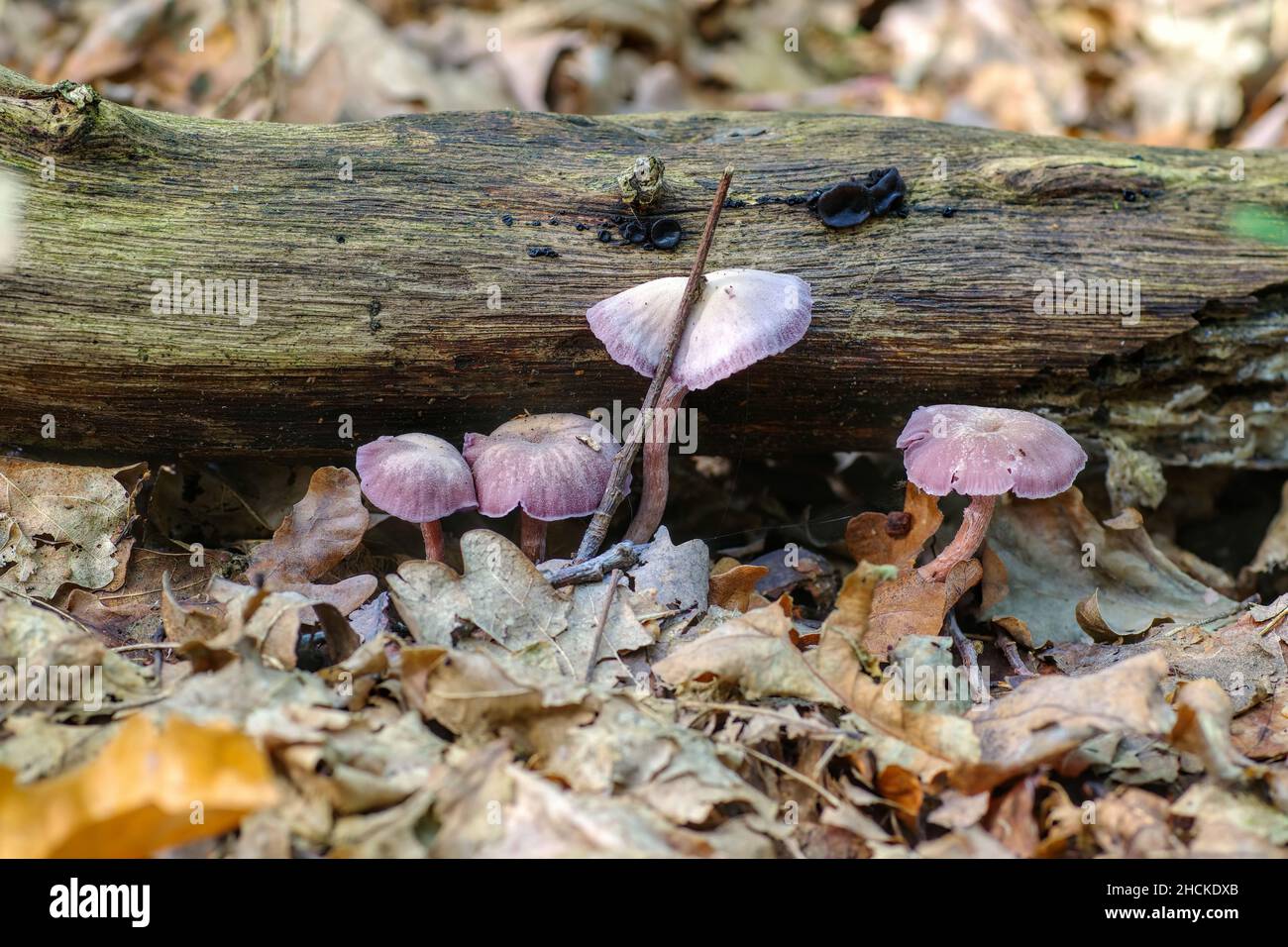 Un gruppo di ametisti ingannatori (Laccaria ametystina) funghi nella foresta autunnale Foto Stock