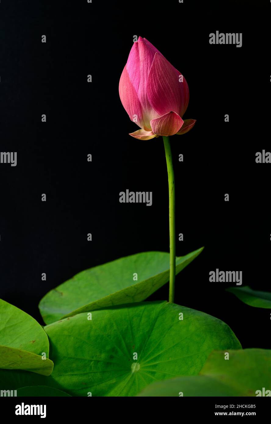 Primo piano di fiore di fiori di loto rosa in fiore e il loto lascia la fotografia sullo sfondo nero. Foto Stock