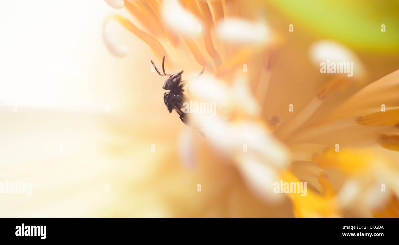 Il processo di impollinazione primo piano macro fotografia, bella magica colori del fiore di loto Stamen. Foto Stock