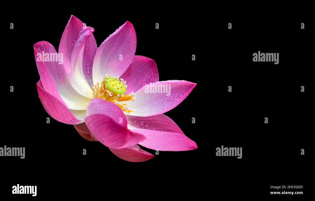 Bellissimo fiore di loto rosa su sfondo nero. Petali rosa tenui e pentola di semi che si illuminano al sole del mattino. Foto Stock