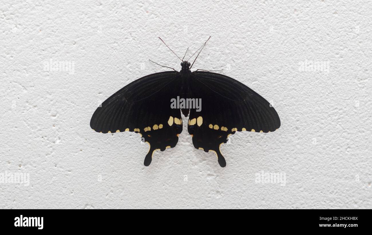 La bella farfalla Swallowtail chiude la fotografia. Maschio comune farfalla mormone appollaiato su un muro bianco e spalmare le sue maestose ali. Foto Stock