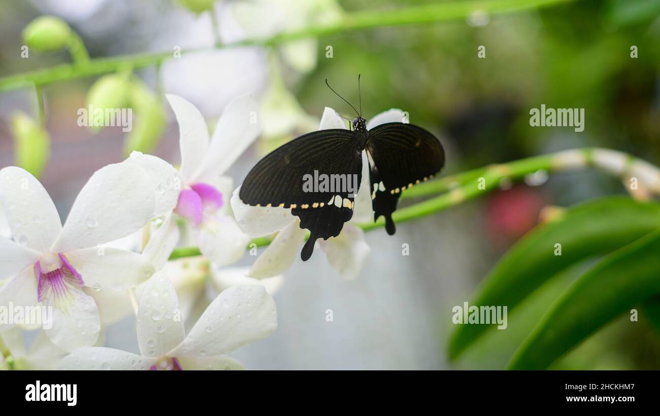 Bella farfalla seduta su un ramo di fiori di orchidea nel giardino. Una farfalla mormonica comune maschile mostra le sue meravigliose ali bianche e nere macchiate. Foto Stock