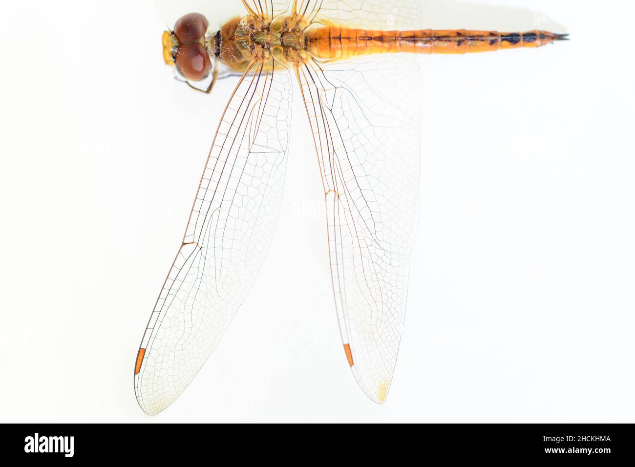 Il posteriore sinistro di Dragonfly e il modello di preda e il corpo. Primo piano macro su sfondo bianco. Foto Stock