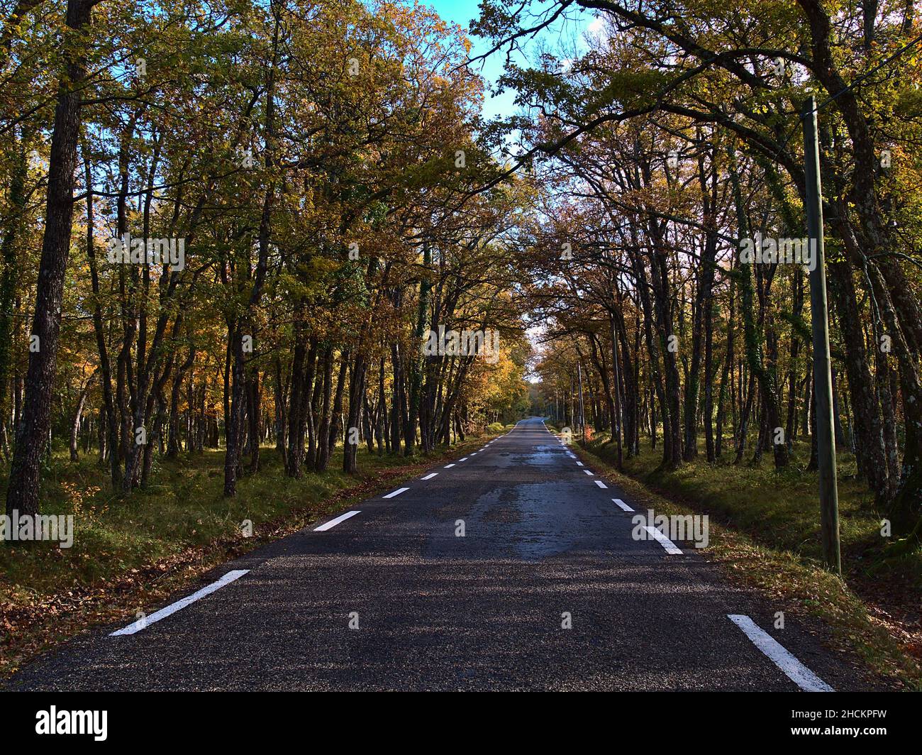Riduzione della prospettiva della strada di campagna D95 in zona di conservazione della natura Parc Naturel Regional de la Sainte-Baume in Provenza regione, Francia. Foto Stock