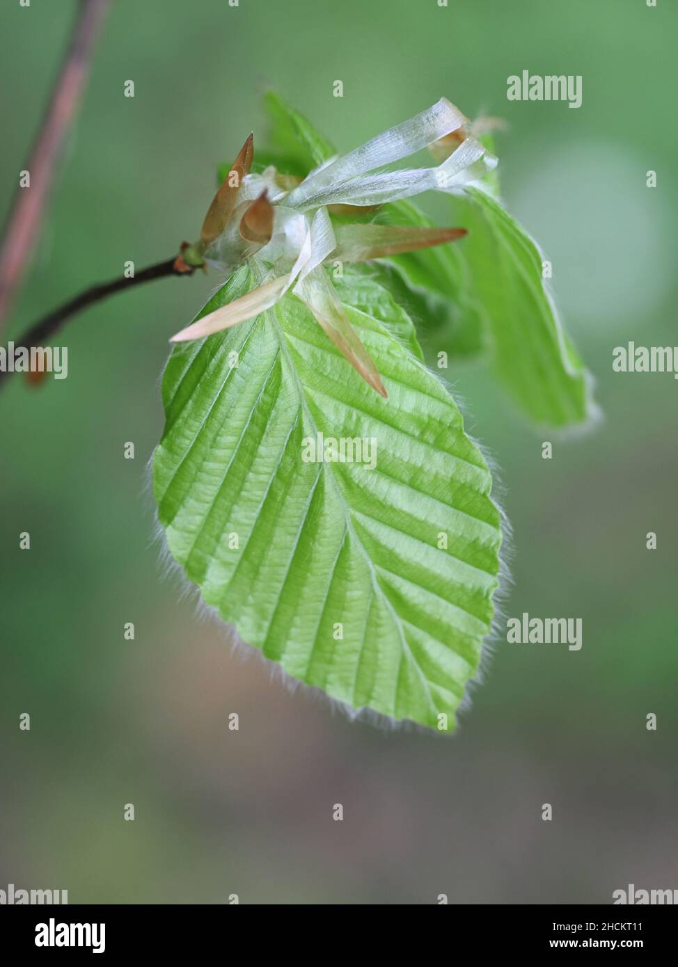 Fagus sylvatica, noto come faggio europeo o faggio comune, primo piano di nuove foglie Foto Stock