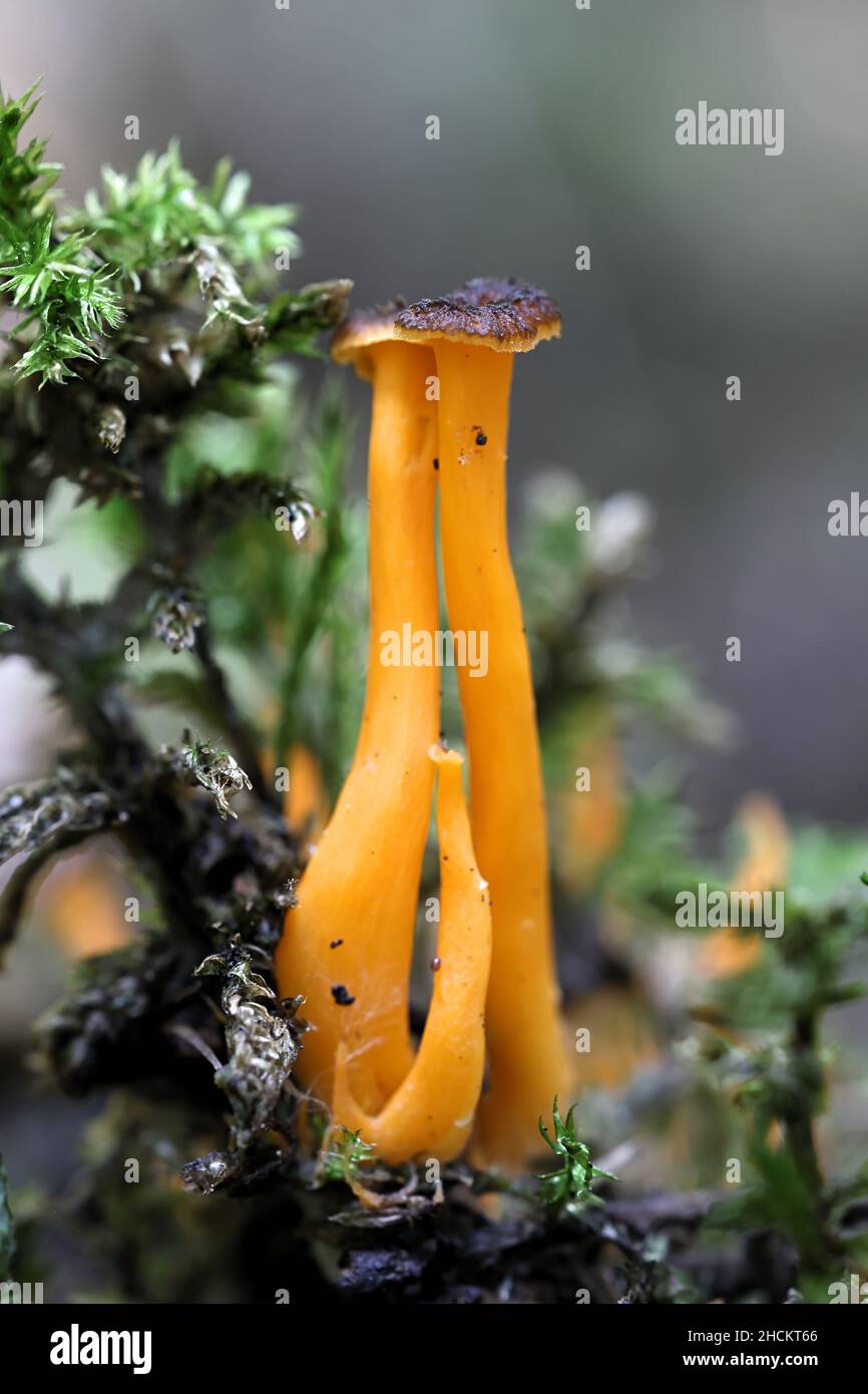 Craterellus lutescens, noto anche come Cantharellus lutescens, comunemente noto come piede giallo o Chanterelle d'oro, funghi selvatici dalla Finlandia Foto Stock