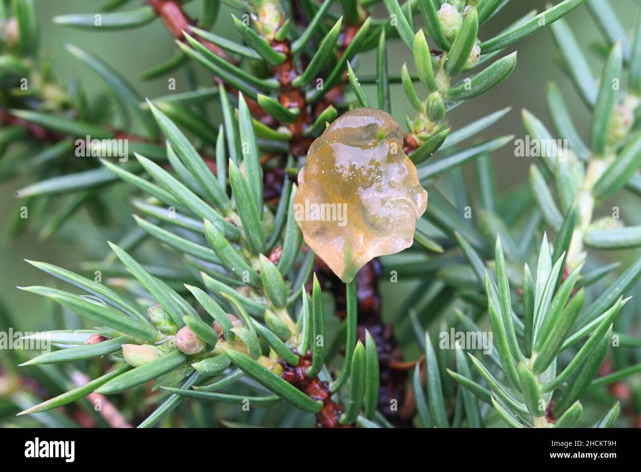 Gymnosporangium cornutum, noto come corona di rowan, fungo selvatico dalla Finlandia Foto Stock