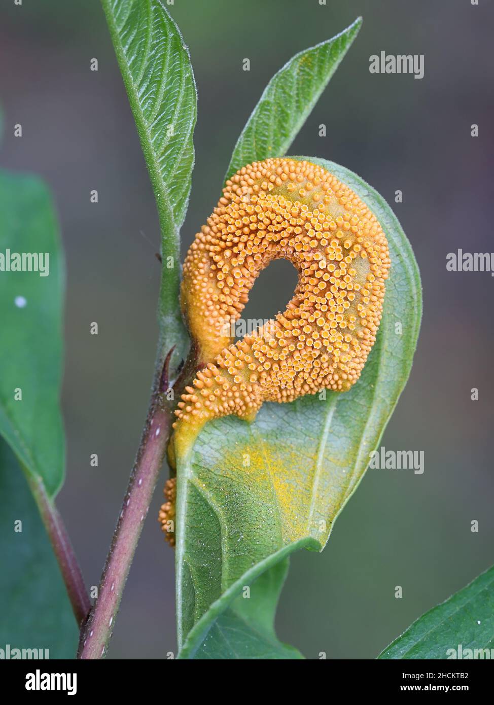 Puccinia coronata, nota come fungo della ruggine della corona, che infetta Frangula alnus, nota come fibbio dell'ontano Foto Stock