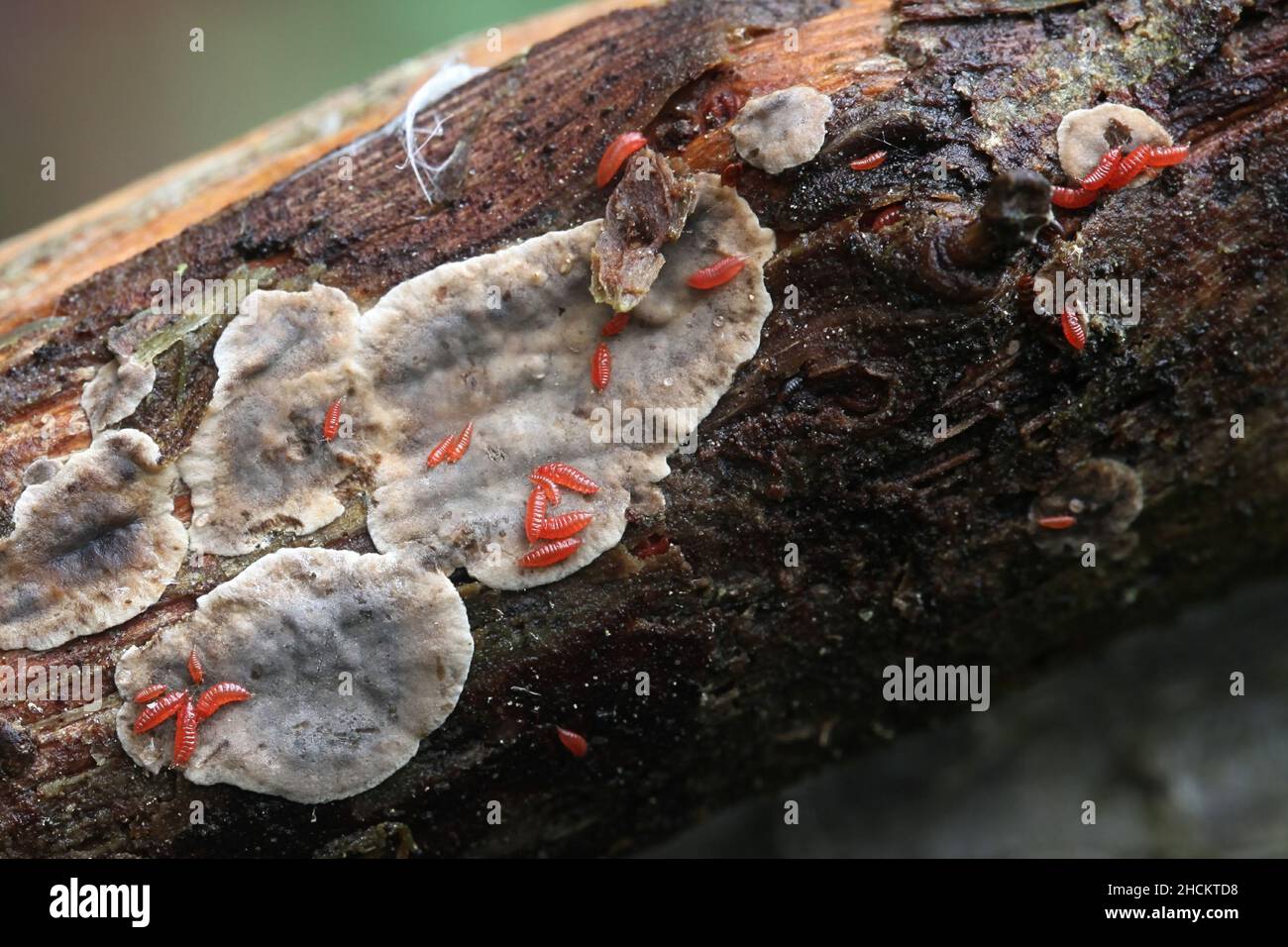 Trips dell'ordine Thysanoptera, ninfe che si nutrono di fungo di crosta sulla nocciola in Finlandia Foto Stock