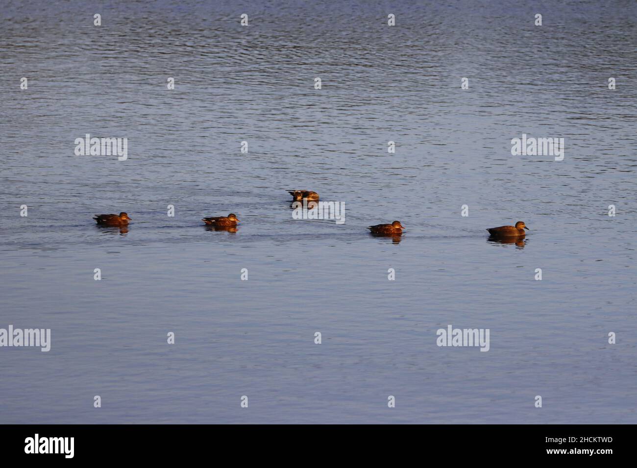 Mallards nuotare in un serbatoio, Hurworth Burn, County Durham, Regno Unito. Foto Stock