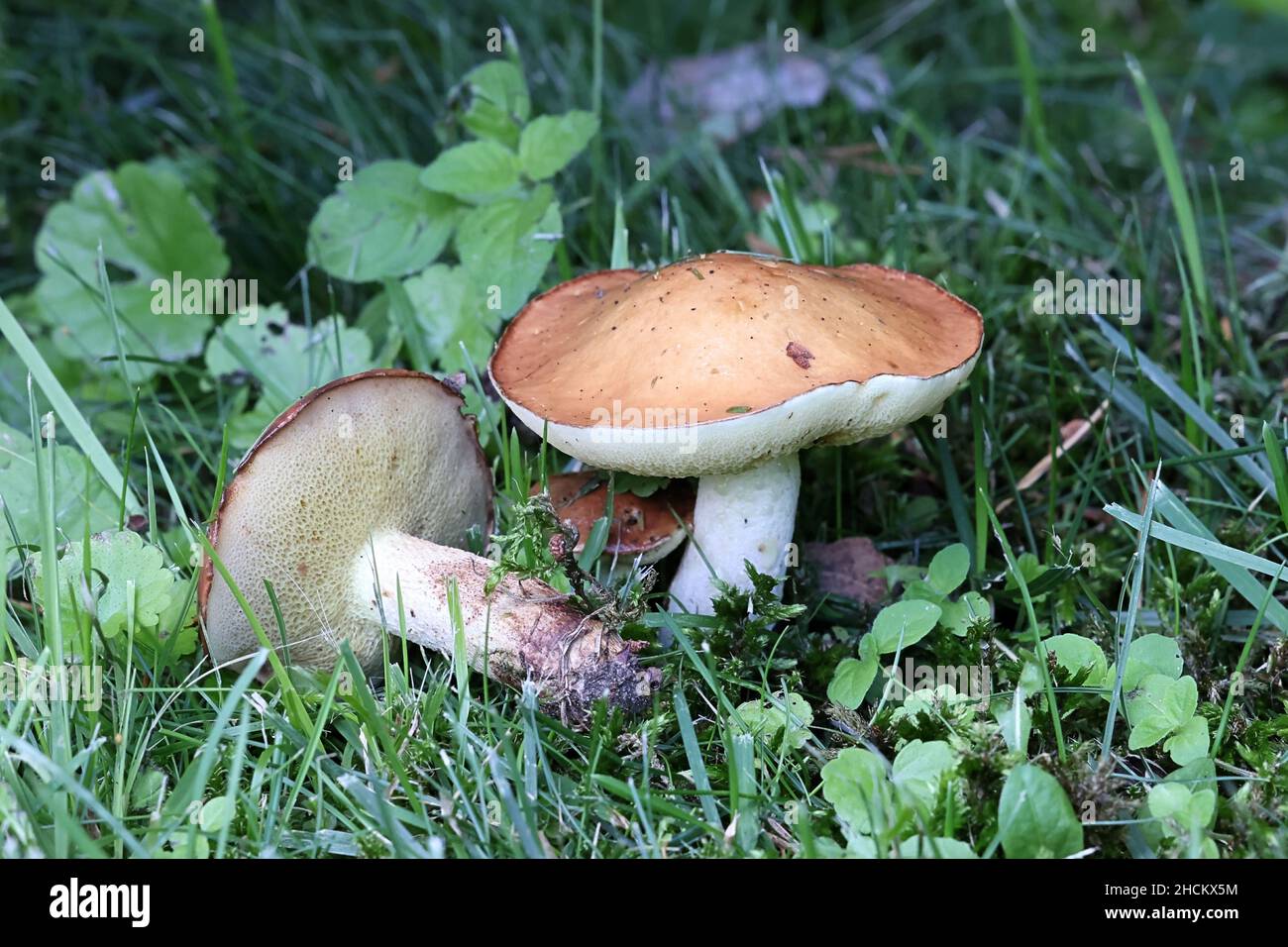 Suillus granulatus, noto come il pianto bolete o il granulato bolete, selvatici funghi commestibili dalla Finlandia Foto Stock
