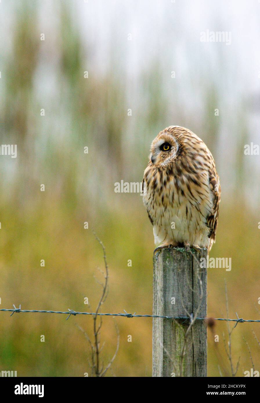 Gufo dalle orecchie corte su un palo di recinzione vicino ad un lago Foto Stock