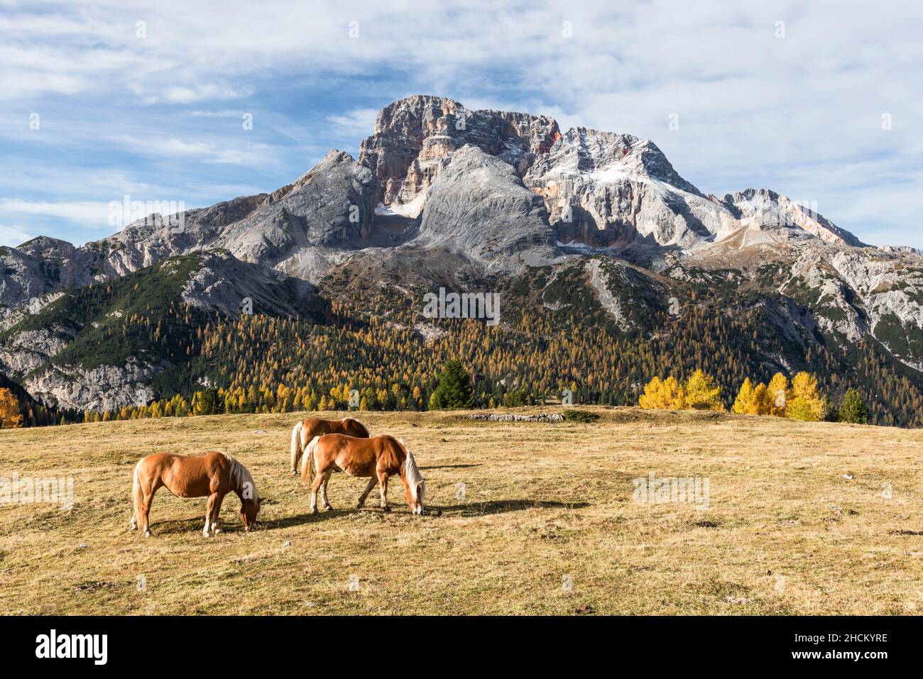 Tre cavalli Haflinger che pascolo su un pascolo del Prato Piazza alp in autunno sotto il Monte Croda Rossa, Dolomiti, Southtirol, Italia Foto Stock