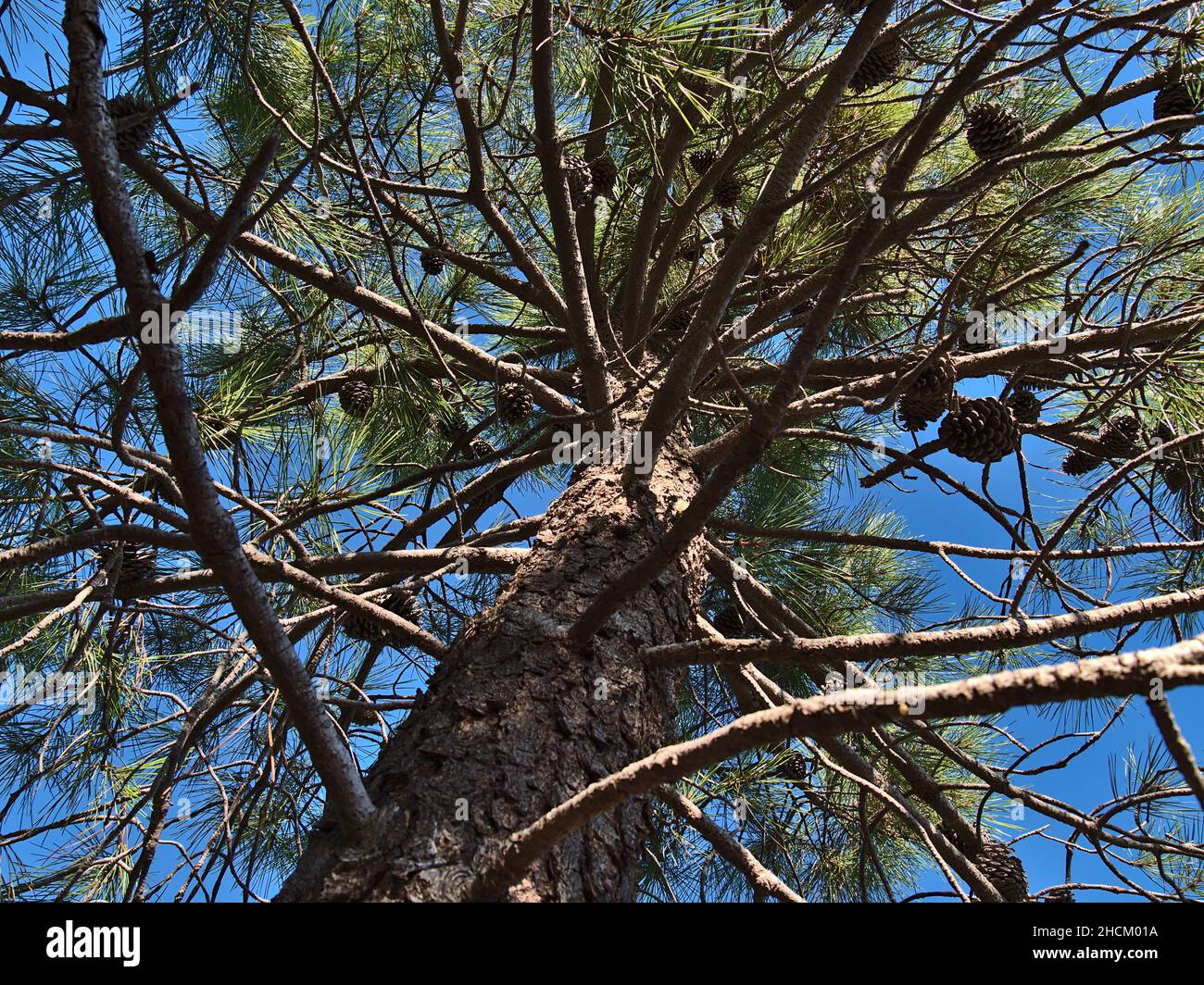 Vista ad angolo basso di un pino marittimo (anche pino cluster, Pinus pinaster) con tronco, rami e aghi verdi nella stagione autunnale a Cap Roux, Francia. Foto Stock