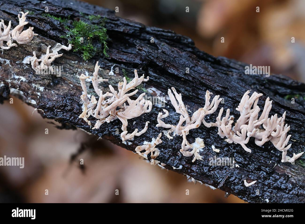 Lentaria byssiseda, un fungo di corallo della Finlandia che cresce su tronco di quercia, nessun nome comune inglese Foto Stock