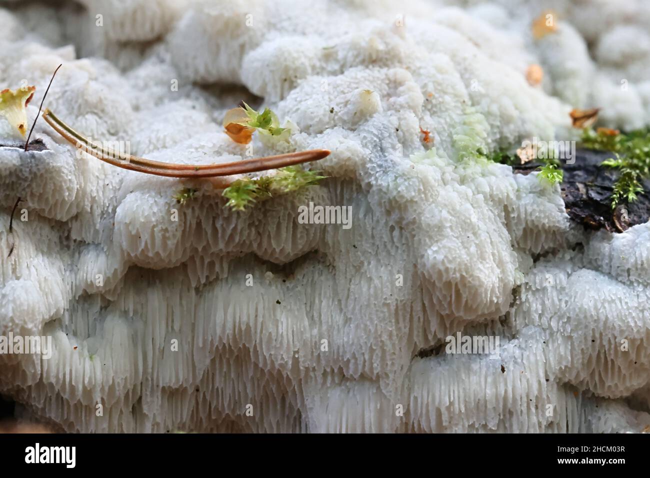 Physisporinus vitreus, un polipore di decadimento del legno dalla Finlandia senza nome comune inglese Foto Stock