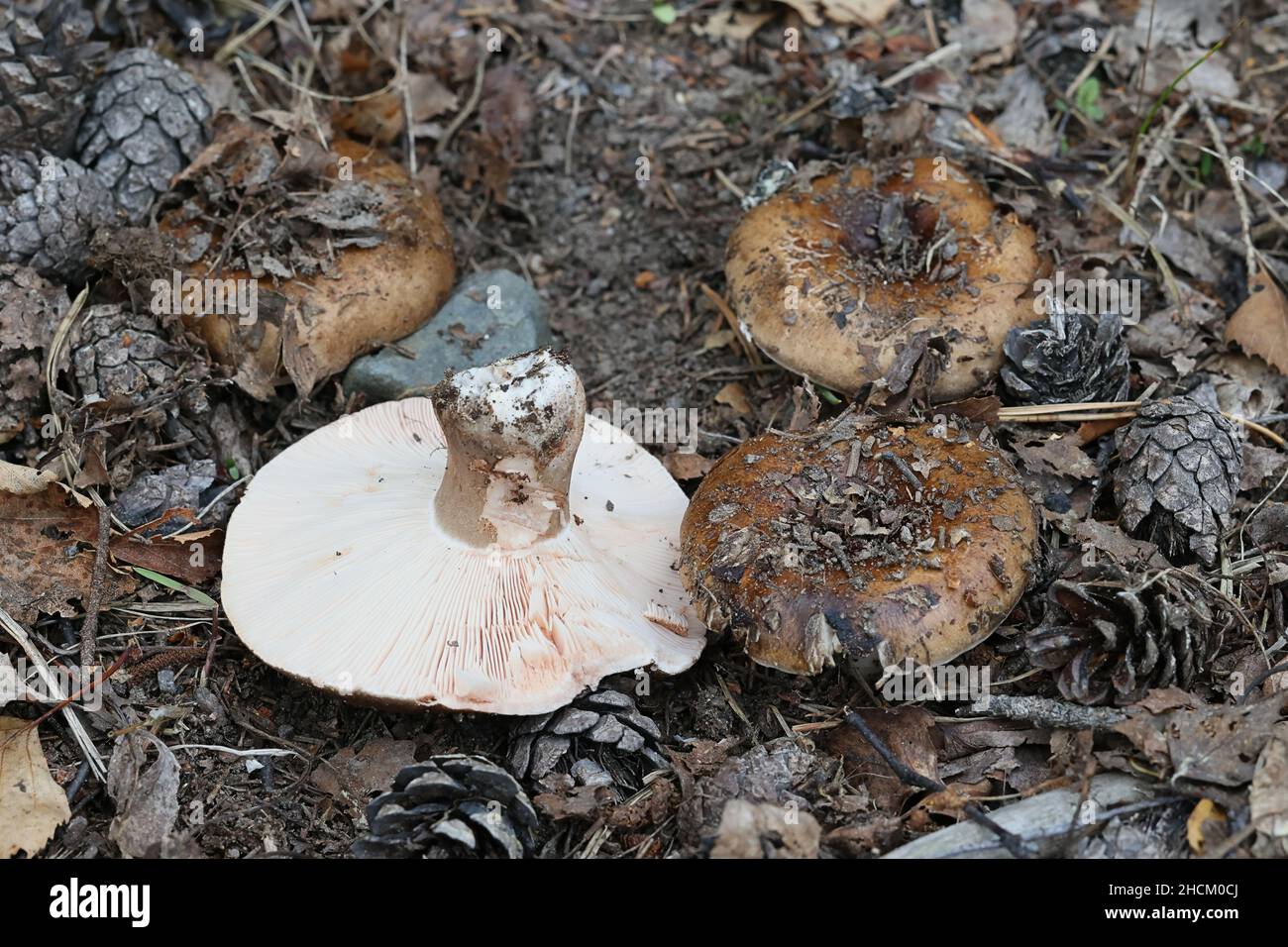 Rustsula adusta, conosciuta come vitello brittlegill, fungo selvatico dalla Finlandia Foto Stock