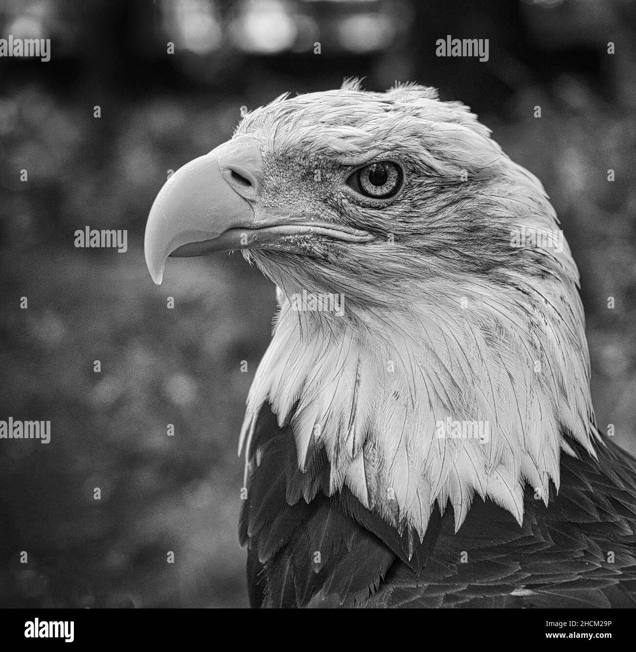 Aquila calva in ritratto. L'animale araldico degli Stati Uniti. Maestoso uccello di preda. Primo piano dell'uccello. Foto Stock
