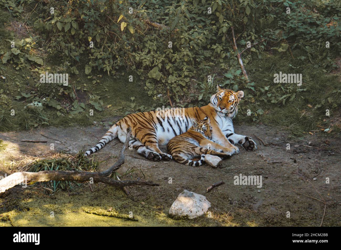 madre siberiana tigre con il suo cucciolo disteso su un prato. potente gatto predatore. Il gatto più grande del mondo e minacciato di estinzione Foto Stock