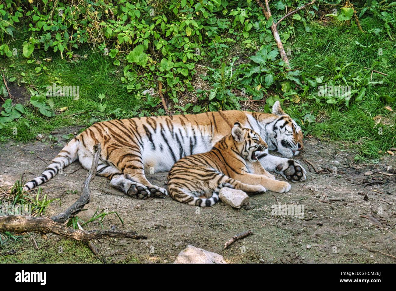 madre siberiana tigre con il suo cucciolo disteso su un prato. potente gatto predatore. Il gatto più grande del mondo e minacciato di estinzione Foto Stock