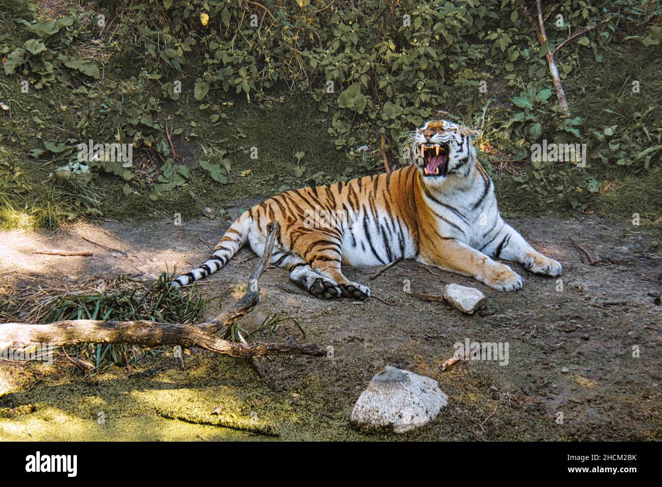 tigre siberiana che giace disteso su un prato. potente gatto predatore. Il gatto più grande del mondo e minacciato di estinzione Foto Stock
