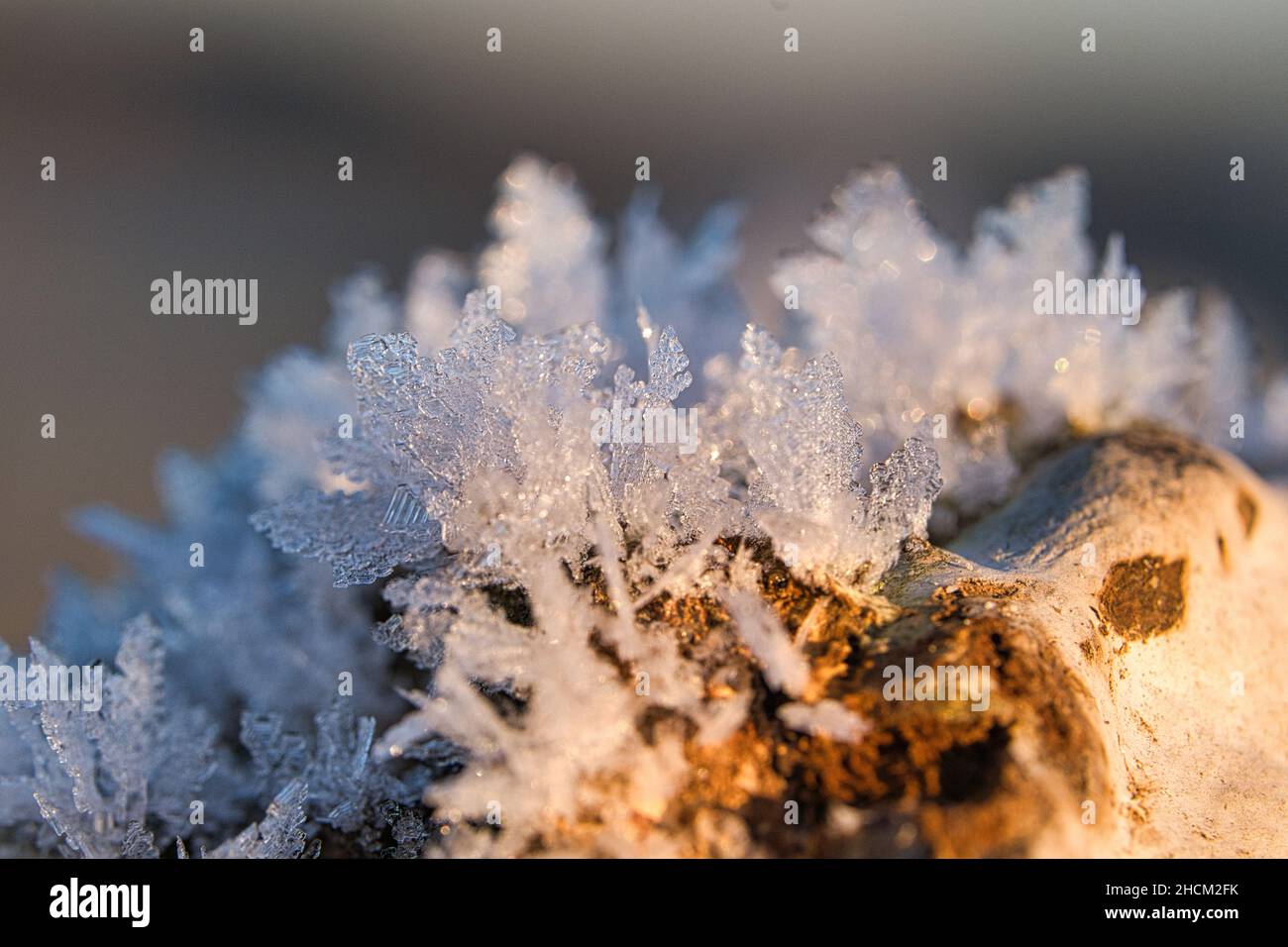 Cristalli di ghiaccio che si sono formati su un tronco di albero e sono cresciuti in altezza. Scatto invernale da Brandeburgo Foto Stock