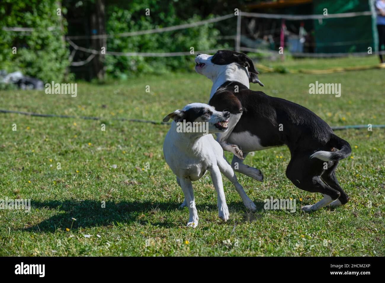 Due cani girovagano intorno su un prato insieme. Foto Stock