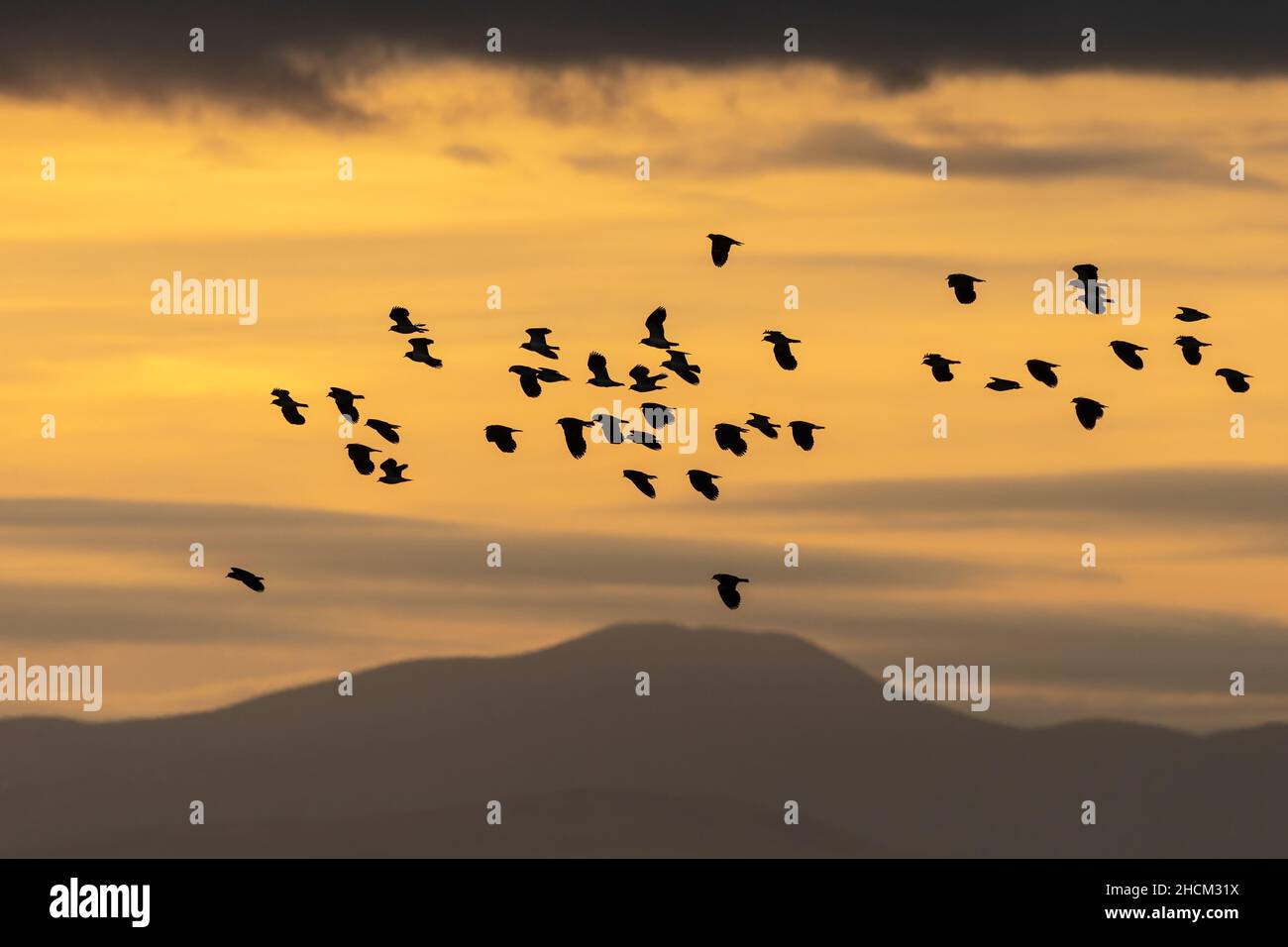 Lappwing (Vanellus vanellus) Flock, Caerlaverock WWT Reserve, Dumfries & Galloway, Scozia Foto Stock
