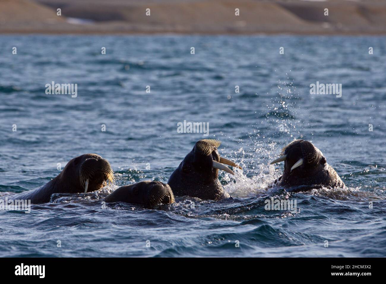 Gruppo di valchi che nuotano nelle acque fredde di Svalbard in Norvegia Foto Stock