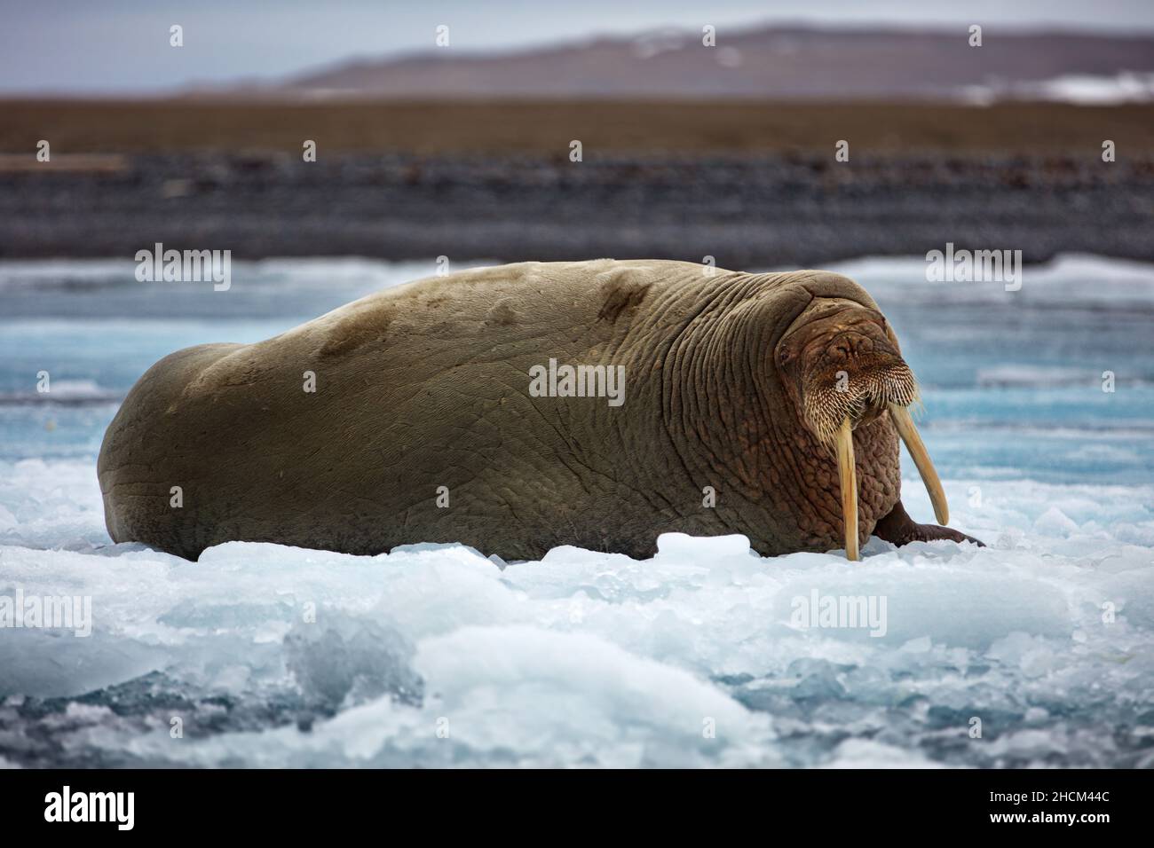 Walrus con lunghe zecche, adagiato su un ghiaccio galleggiante a Svalbard, Norvegia Foto Stock