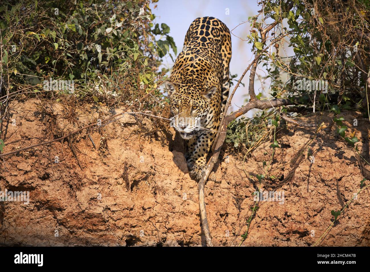 Panter che cammina tra i cespugli secchi nelle praterie di Pantanal, Brasile Foto Stock