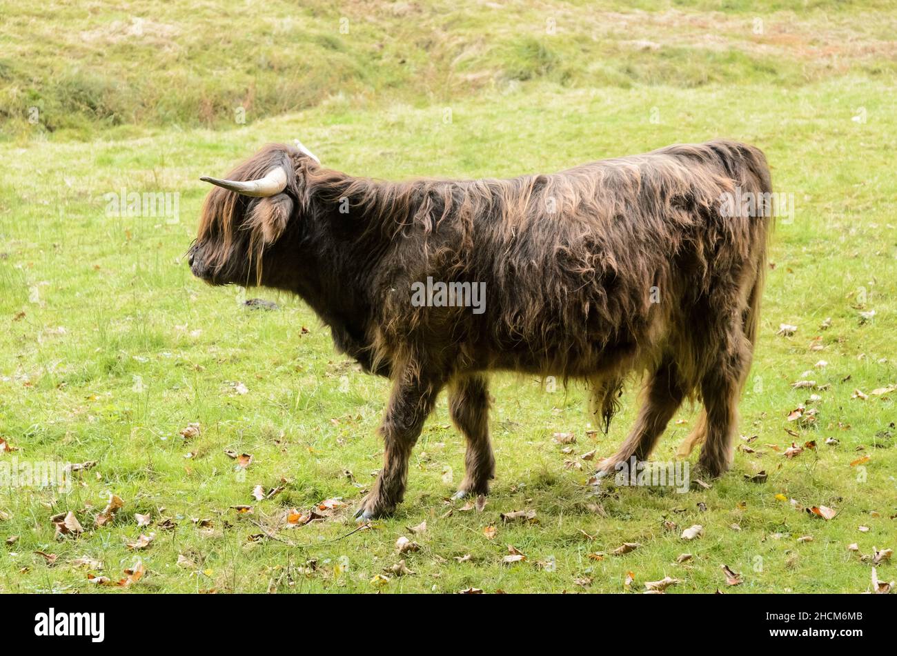 Bovini da altopiano a capelli lunghi, Bos (primigenius) taurus, mucca scozzese Foto Stock