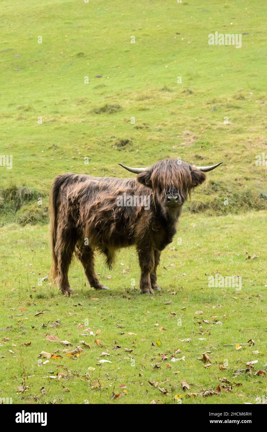 Bovini da altopiano a capelli lunghi, Bos (primigenius) taurus, mucca scozzese Foto Stock