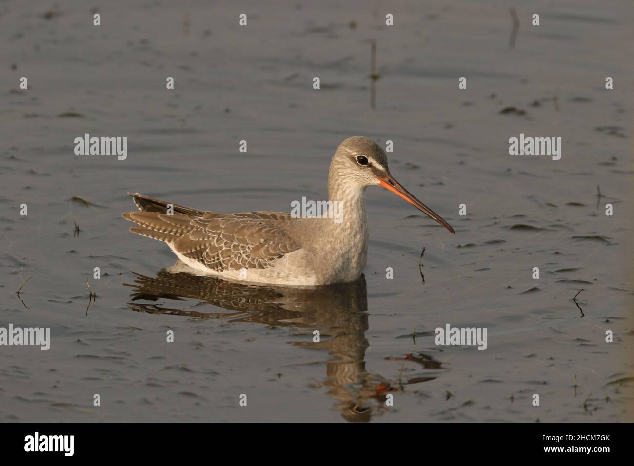 Rosso macchiato nel piumaggio invernale, come il piumaggio di allevamento è nero con le gambe nere. Un elegante wader che utilizza acqua più profonda di un redshank. Foto Stock