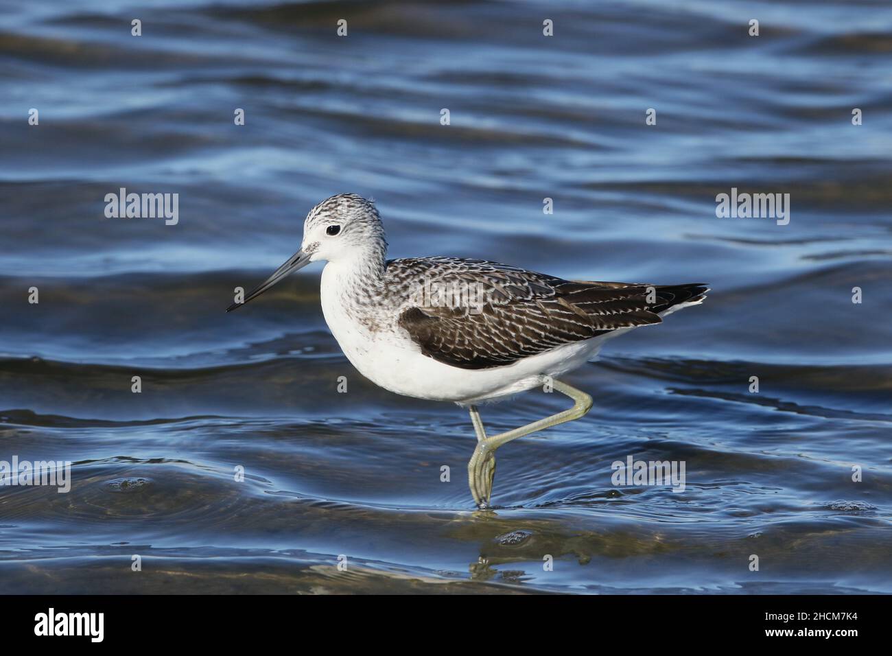 Greenshank già in piumage non riproduzione nel mese di settembre alimentare in acque poco profonde sulla riserva RSPB a Leighton Moss. Foto Stock